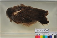 藏品(斑頸鳩)的圖片